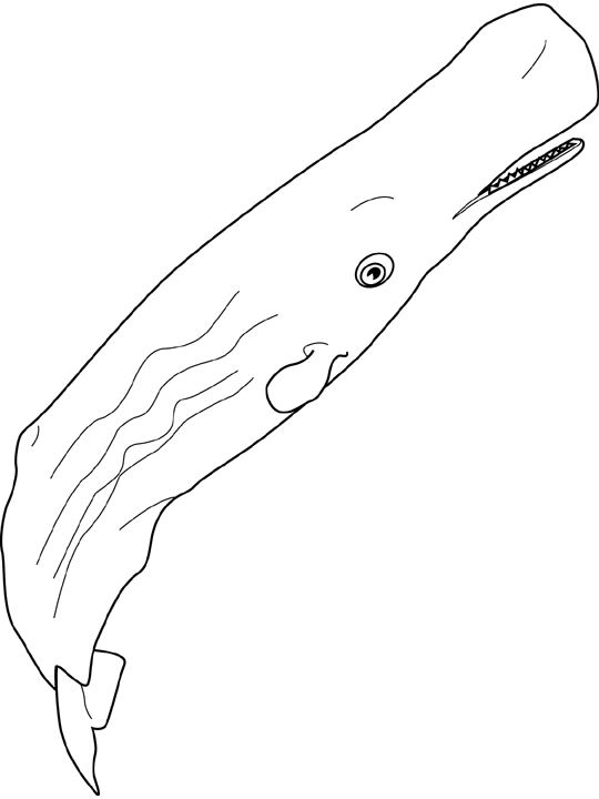 Imprime Le Dessin À Colorier De Baleine à Coloriage Requin À Imprimer