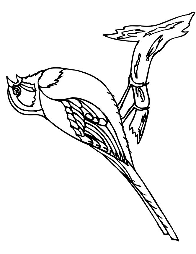 Imprime Le Dessin À Colorier D&amp;#039;Oiseau destiné Dessin D Oiseau Simple