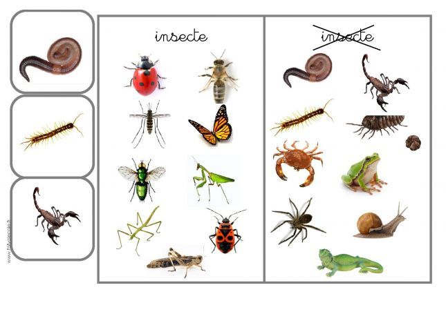 Insectes Ou Pas Insectes | Parties Du Corps Humain intérieur Les Insectes Maternelle