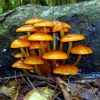 Interesting For Easily Identifying Local Fungi. This Is pour Champignon Orange