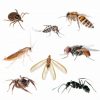 Jeux De Retrouve Les 10 Noms D'Insectes Cachés - Fr à Les Noms Des Insectes