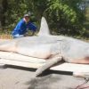 Joey Polk Pêche Le Plus Gros Requin Du Monde Depuis La serapportantà Le Plus Gros Ver De Terre Du Monde