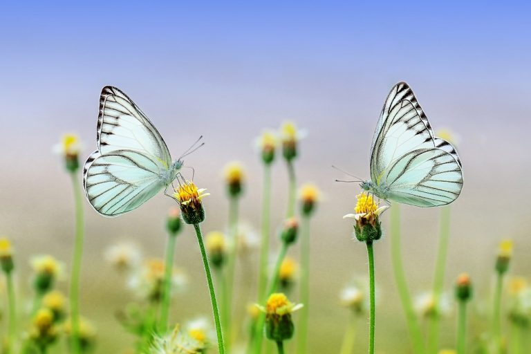 La Chenille Et Le Papillon : Préserver La Biodiversité pour Que Mange Un Papillon