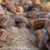 La Coquille Sivrotine : Élevage D'Escargots À Sivry-Sur-Meuse à Elevage Escargot