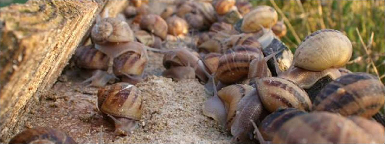 La Coquille Sivrotine : Élevage D&amp;#039;Escargots À Sivry-Sur-Meuse à Elevage Escargot