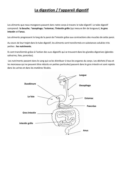 La Digestion - L&amp;#039;Appareil Digestif - Leçon - Ce2 - Cm1 intérieur Leçon Respiration Cm1