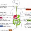 La Digestion, L'Appareil Digestif | Technologie Médicale dedans Image De L Appareil Digestif