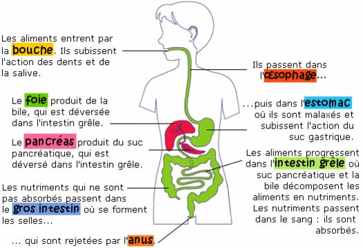 La Digestion, L&amp;#039;Appareil Digestif | Technologie Médicale dedans Image De L Appareil Digestif