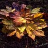 La ..Feuille D'Automne .. | The Autumn Leaf .. La dedans La Feuille D Automne Paroles