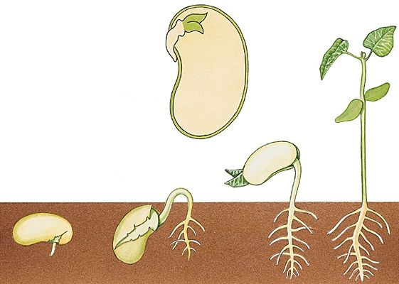 La Germination Et La Croissance D'Une Graine | La destiné Plantation Haricot Maternelle