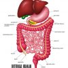 La Partie De L'Illustration Interne D'Appareil Digestif dedans Image Appareil Digestif