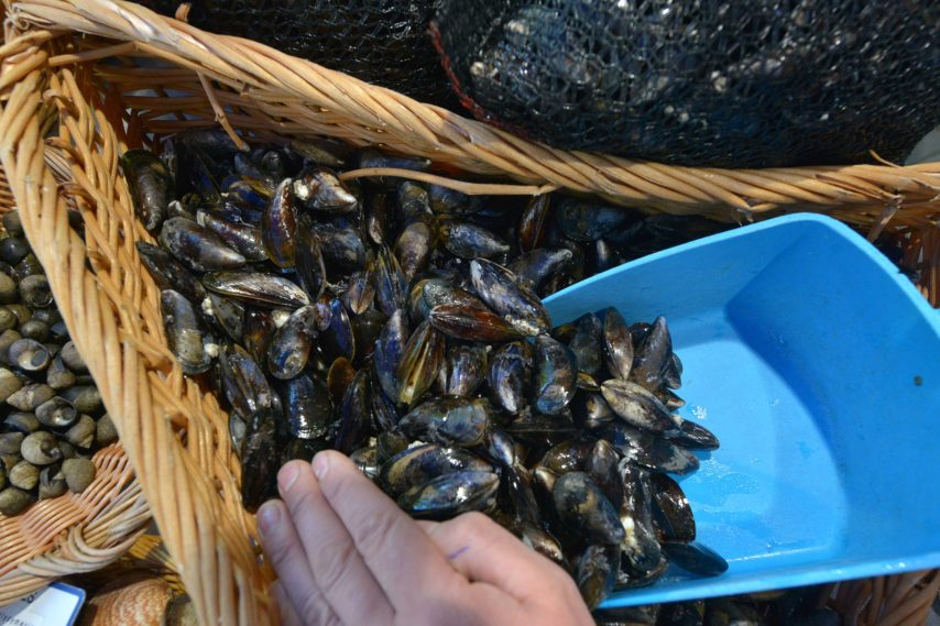 La Pêche Des Moules Toujours Interdite Sur Une Partie Du pour Pêche À La Moule