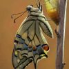 La Phase Finale De La Métamorphose D'Un Papillon | Art à Métamorphose Chenille
