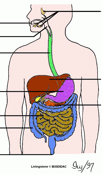 L'Appareil Digestif | Appareil Digestif, Appareil concernant Dessin De L Appareil Digestif