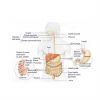 L`appareil Digestif avec Image De L Appareil Digestif
