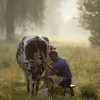 Le Chameau Agriculture | Scènes Country, Des Vaches Et Animaux tout Le Chameau Poésie