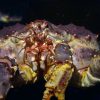 Le Crabe Royal Du Kamtchatka - Oceanopolis dedans Crabe Image