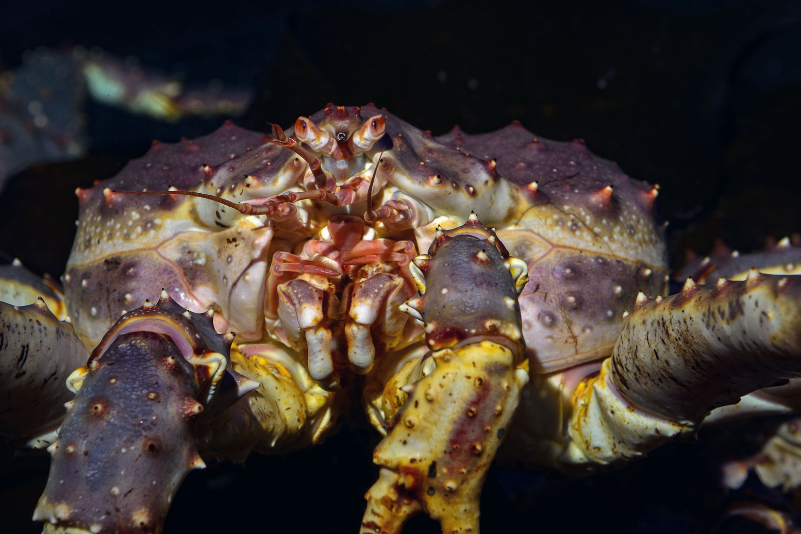 Le Crabe Royal Du Kamtchatka - Oceanopolis dedans Crabe Image