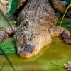 Le Crocodile De L'Étang - Rencontre Insolite Le 26-04-2016 serapportantà Les Gros Crocodiles