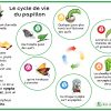 Le Cycle De Vie Du Papillon | Cycle De Vie Du Papillon avec Cycle De Vie D Une Chenille