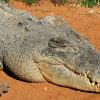 Le Plus Grand Crocodile Du Monde. Les Plus Gros Crocodiles avec Plus Gros Crocodile