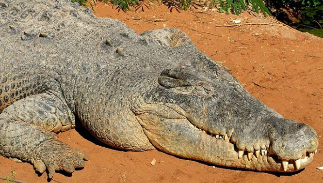 Le Plus Grand Crocodile Du Monde. Les Plus Gros Crocodiles avec Plus Gros Crocodile