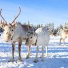 Le Renne, L'Animal Roi De Laponie En 2020 | Voyage Laponie concernant Animaux Pays Froid