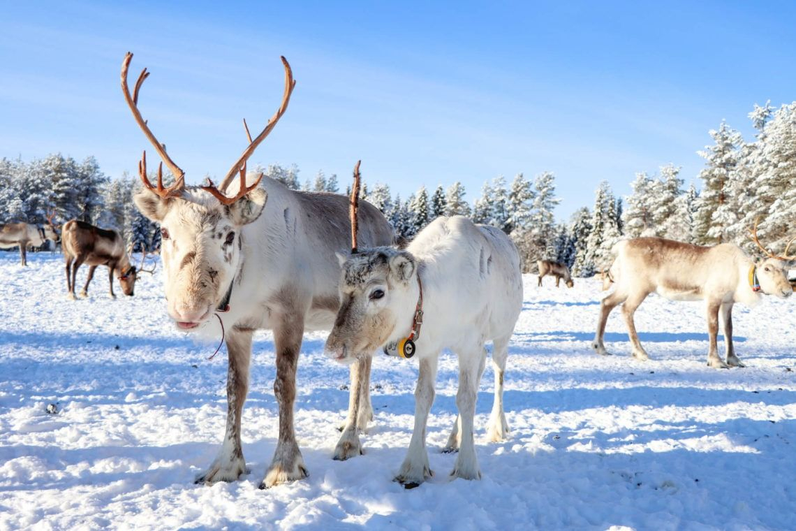 Le Renne, L&amp;#039;Animal Roi De Laponie En 2020 | Voyage Laponie concernant Animaux Pays Froid