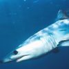 Le Requin Mako Ou Requin Taupe-Bleu :Isurus Oxyrinchus pour Poisson Taupe
