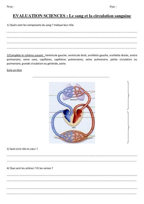 Le Sang Et La Circulation Sanguine - Evaluation - Cm2 intérieur Leçon Respiration Cm1