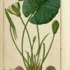 Les 24 Meilleures Images Du Tableau Planches Botaniques encequiconcerne Nénuphar Dessin