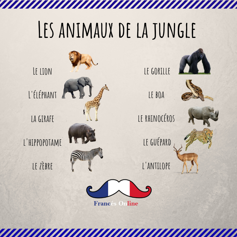 Les Animaux De La Jungle | Animaux En Francais, Animaux De pour Vocabulaire Anglais Animaux