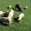 Les Cochons - Www.marche-Bio-Kalt.ch serapportantà Pourquoi Les Cochons Se Roulent Dans La Boue