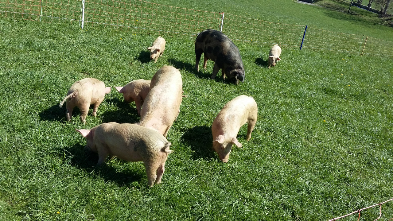 Les Cochons - Www.marche-Bio-Kalt.ch serapportantà Pourquoi Les Cochons Se Roulent Dans La Boue