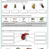 Les Petites Bêtes Du Jardin | Insectes, Les Petites Betes dedans Les Insectes Maternelle