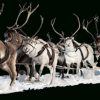 Les Rennes Du Père Noël Ont Une Histoire - Luberoninfos à Nom Du Renne Du Pere Noel