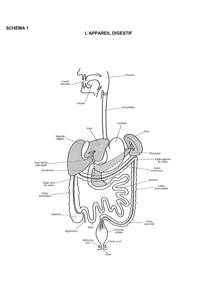 Les Schémas En Anatomie De L`appareil Digestif A intérieur Dessin De L Appareil Digestif
