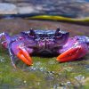 L'Image Du Jour : Une Nouvelle Espèce De Crabe Violet De avec Crabe Image