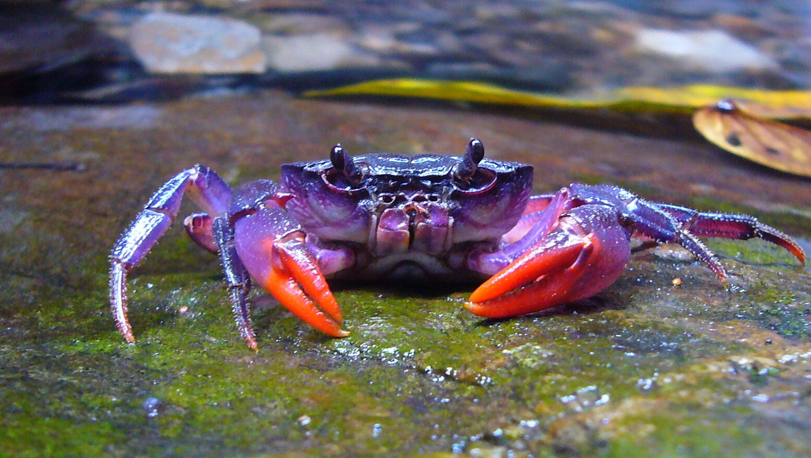 L&amp;#039;Image Du Jour : Une Nouvelle Espèce De Crabe Violet De avec Crabe Image