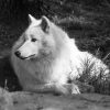 Loup Arctique : Poids, Taille, Longévité, Habitat avec Animal Australien En 4 Lettres