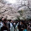 Malgré Le Virus, Le Japon Fête Les Fleurs De Cerisier pour Joie Du Printemps