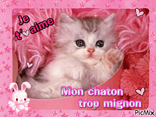 Mon Chaton Trop Mignon - Picmix serapportantà Photo De Chaton Trop Mignon A Imprimer
