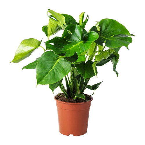 Monstera Pflanze - Ikea avec Plante Solange