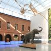 Muséum De Toulouse | Musée, Toulouse, Musee Histoire Naturelle avec Musée D Histoire Naturelle Bordeaux