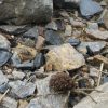 Nature. Araignée-Loup : Un Superbe Spécimen Découvert En encequiconcerne Jeux De Arenier