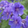 Nom De Plante Vivace - Du Japon Et Des Fleurs encequiconcerne Fleurs De Jardin