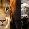 Ompe | Organisation Mondiale Pour La Protection De L intérieur Animaux Sauvages De L Afrique