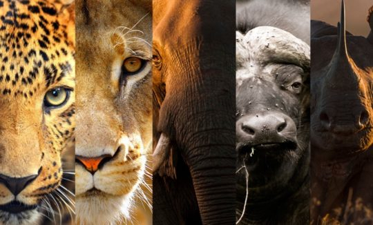 Ompe | Organisation Mondiale Pour La Protection De L intérieur Animaux Sauvages De L Afrique