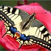 Papillon Papilio Machaon (Le Grand Porte-Queue) serapportantà Métamorphose De Papillon En 6 Lettres
