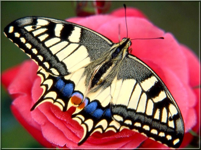 Papillon Papilio Machaon (Le Grand Porte-Queue) serapportantà Métamorphose De Papillon En 6 Lettres